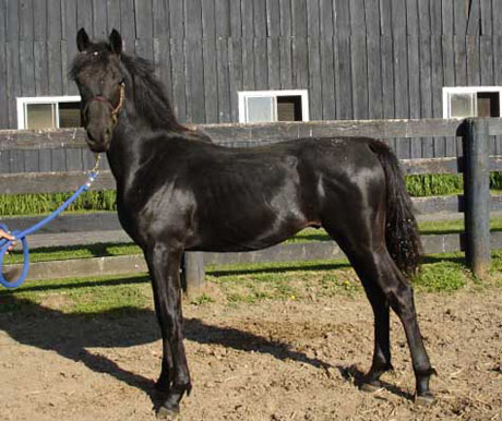 Hero, yearling