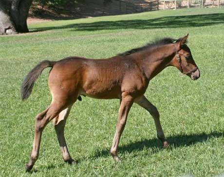 Java at 6 weeks