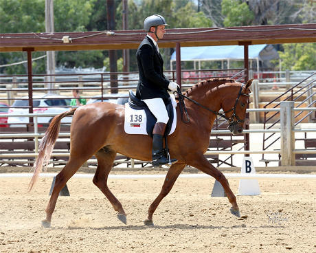 Kasey, Dressage at SB Kasey, dressage at SB