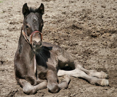 Latte's mud bath