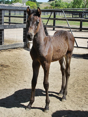 Lucky at 1 week old