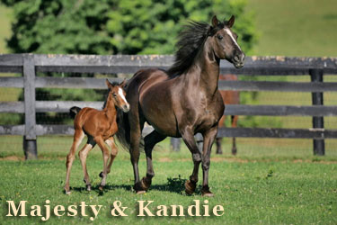 Majesty and Kandie