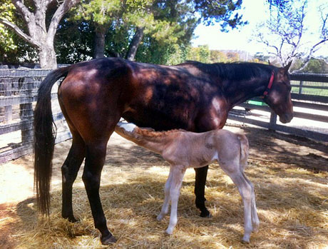 Obi at 1 day old.