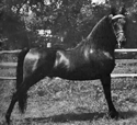 Equinox Benn Adam pic courtesy of East of Equinox Farm