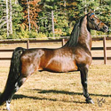 Futurity French Command pic courtesy of Cabot Morgans