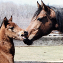 Jazz and Lullaby