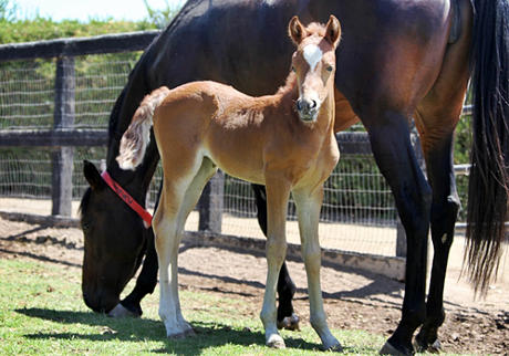 foal Tessa