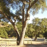 Mare and Foal Pasture