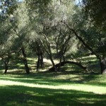 Tree Arch