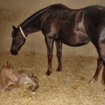 Crystal and her new foal