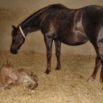 Crystal and her new foal