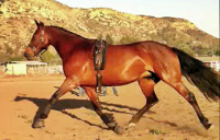 Flaire lady ext trot