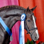 Gal and her Grand national ribbons