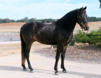 Merriewold Quito at 2 yrs