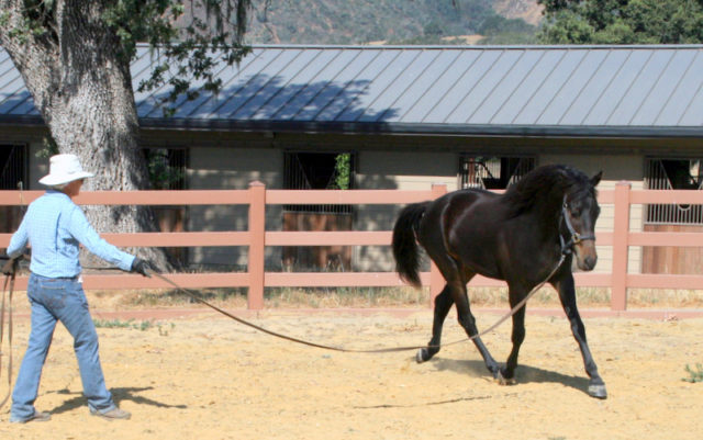 Quito 1st time on lunge line, 7-2016