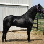 RG Denmarkâ€™s Black Lark