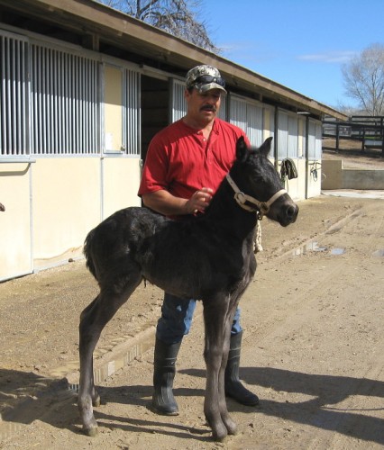 Caduceus Marika 2009 filly