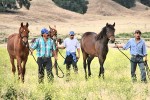 bringing-in-the-yearlings