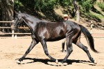 lucky-troting-5-09
