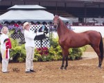 JS, Res Champion Gelding Santa Barbara