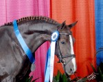 Galaxie and her Grand National ribbons