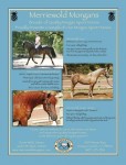 MWM ad for thesport horse issue TMH