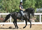 Julie and Hero canter