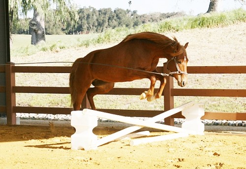 Kona Jumping