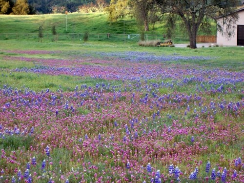 wild flowers at huasnaedit