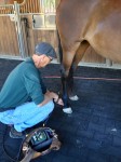 equine-laser-therapy