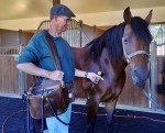 equine-lazer-therapy