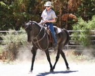 Horse training in summer