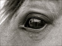 Looking into the Soul of a Horse