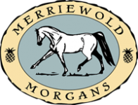 Merriewold Morgans