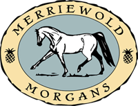 Merriewold Morgans