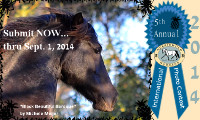 2014 International Morgan Horse Photo Contest Starts