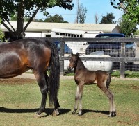 Colt 2 days old