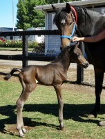 Pocket and colt, 2 days