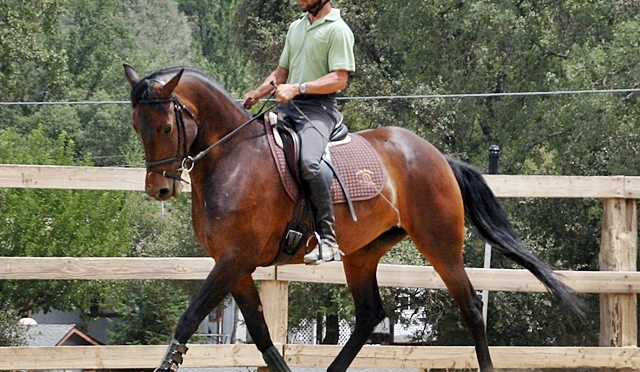 Lucky and Kirin Qualify for CDS Championships!