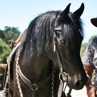 Modern day horse bits and bridals