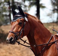 Selecting the right bit and bridle