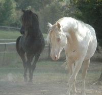 Stallions Poco and Calypso, by Danny Collins