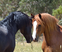 Wanna Share, by Michele Meijer