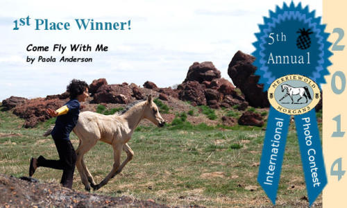 2014 Morgan Horse Photo Contest Winner