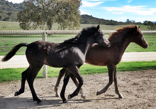 Ouito and Tessa weaning day 1