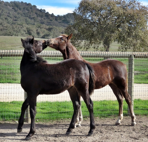 Quito and Tessa weaning day 4