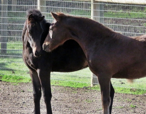 Quito and Tessa weaning day 5