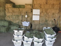 How to weigh hay