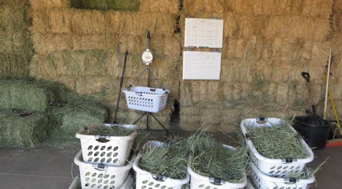 How to weigh hay