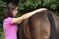 Crystal healing for horses